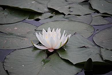 科乐美：《合金装备3：重制版》将提升沉浸感